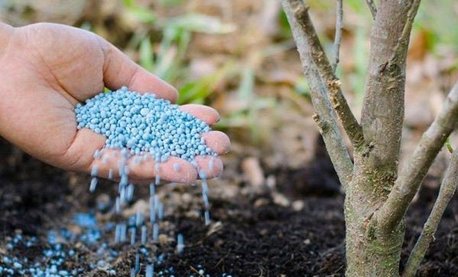 배에 비료 주기
