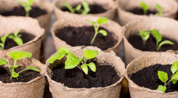 가지 모종 심기