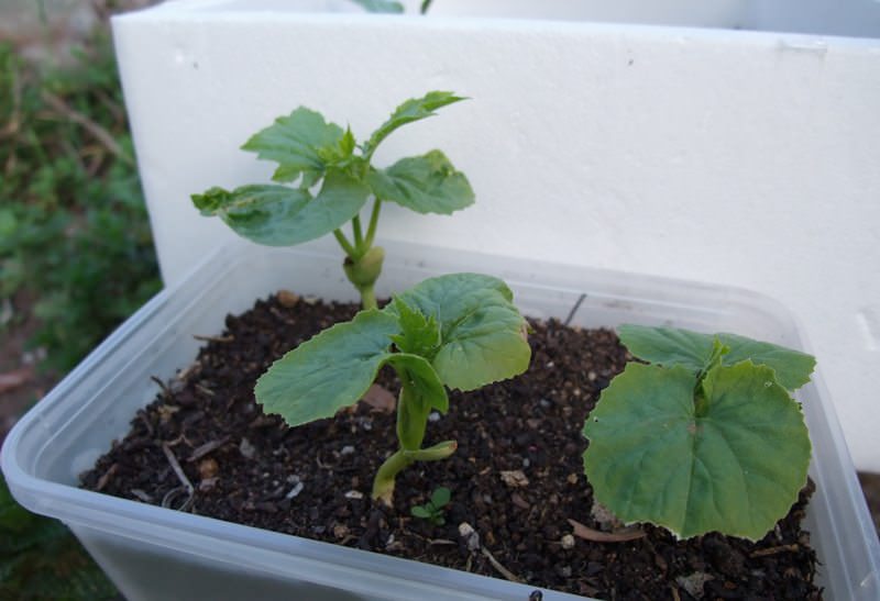 멜론 모종 심기