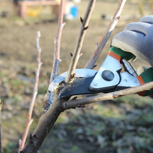 봄에 나무 가지치기