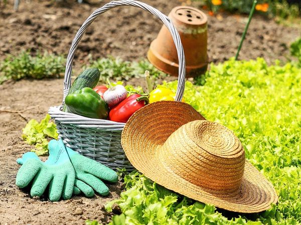 우크라이나 정원사를 위한 음력 파종 달력