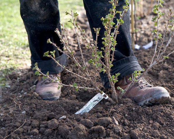 가을에 구스베리 심기