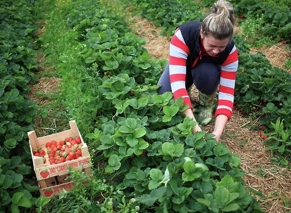 레닌 국립 농장에서 딸기 따기