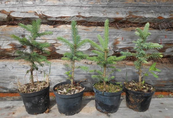 그 땅에 크리스마스 트리를 심는 게 가치가 있을까?