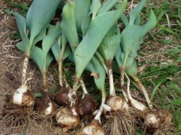 튤립 구근을 파내다