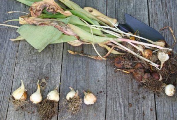 튤립 구근을 파내다