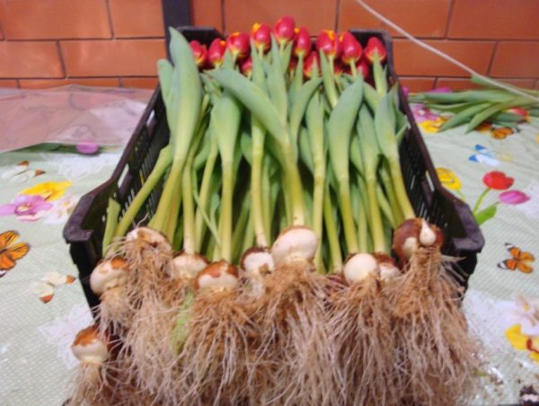 튤립 구근을 파내다