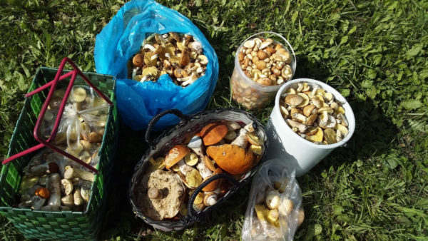 모스크바 지역의 버섯