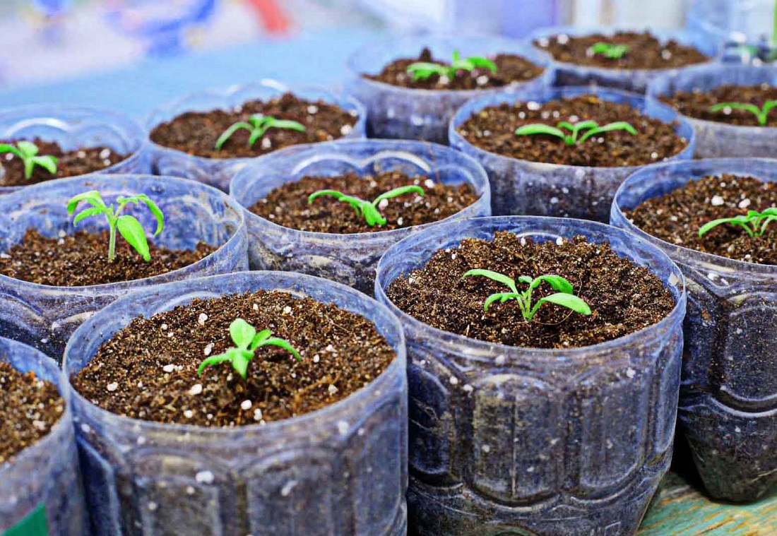 2020년 레닌그라드 지역 가지 묘목 심는 시기: 지역적 특성을 고려한 유리한 음력 날짜