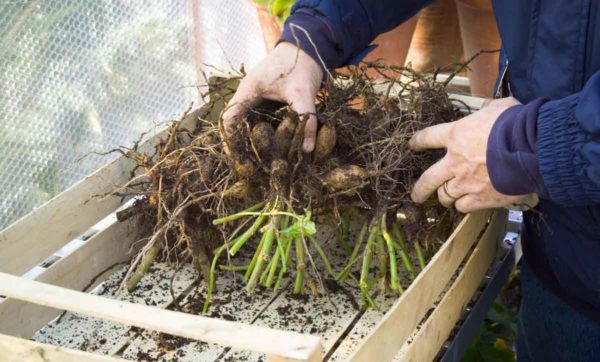 겨울을 대비해 달리아를 파내다