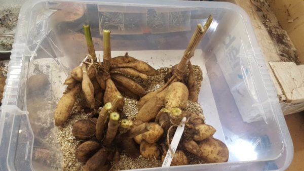 달리아 보관 방법