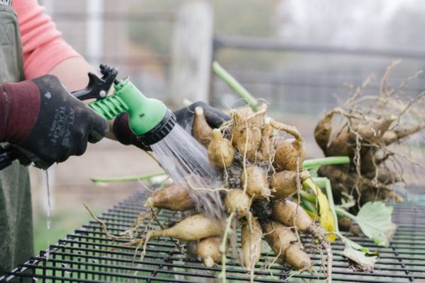 봄까지 달리아를 보존하는 방법