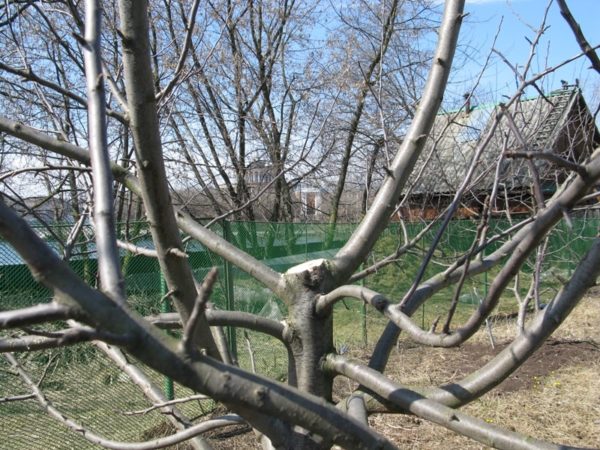 가지치기 후 사과나무 사진