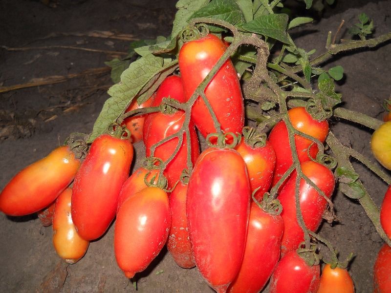 수집가의 최고 토마토