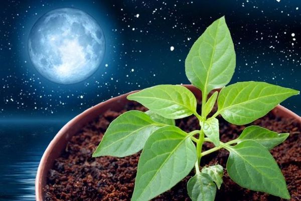 3월 고추 심기 날짜