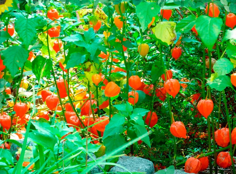 피살리스 묘목을 심을 때