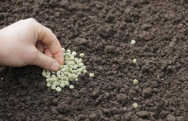 열린 땅에 완두콩을 심는 방법과 시기