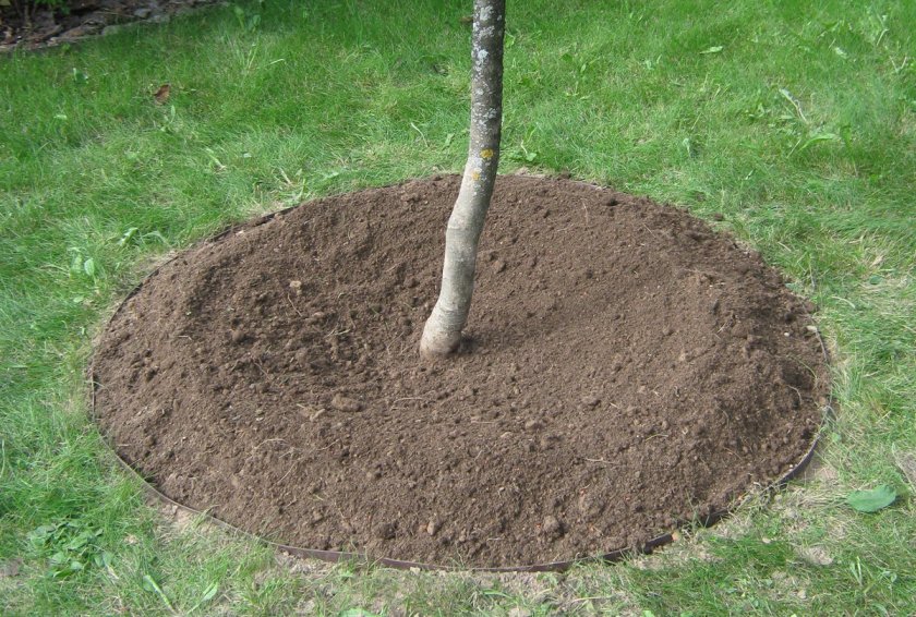 가을에 사과나무 이식