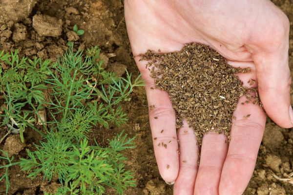 음력에 따른 당근 심는 시기