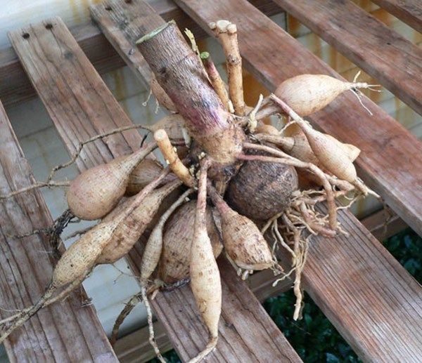 달리아 덩이줄기