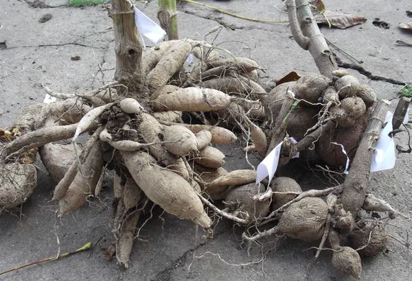 가을에 달리아를 파낼 때