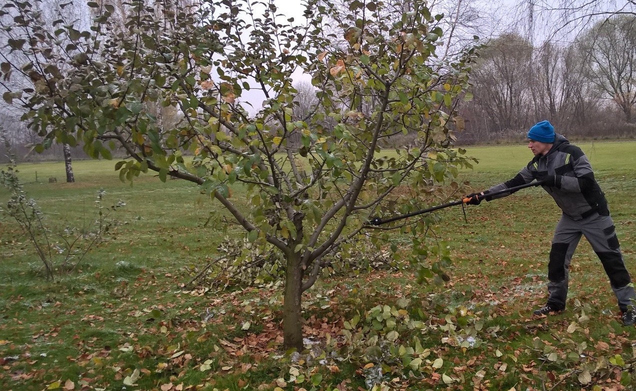 사과나무 가지치기