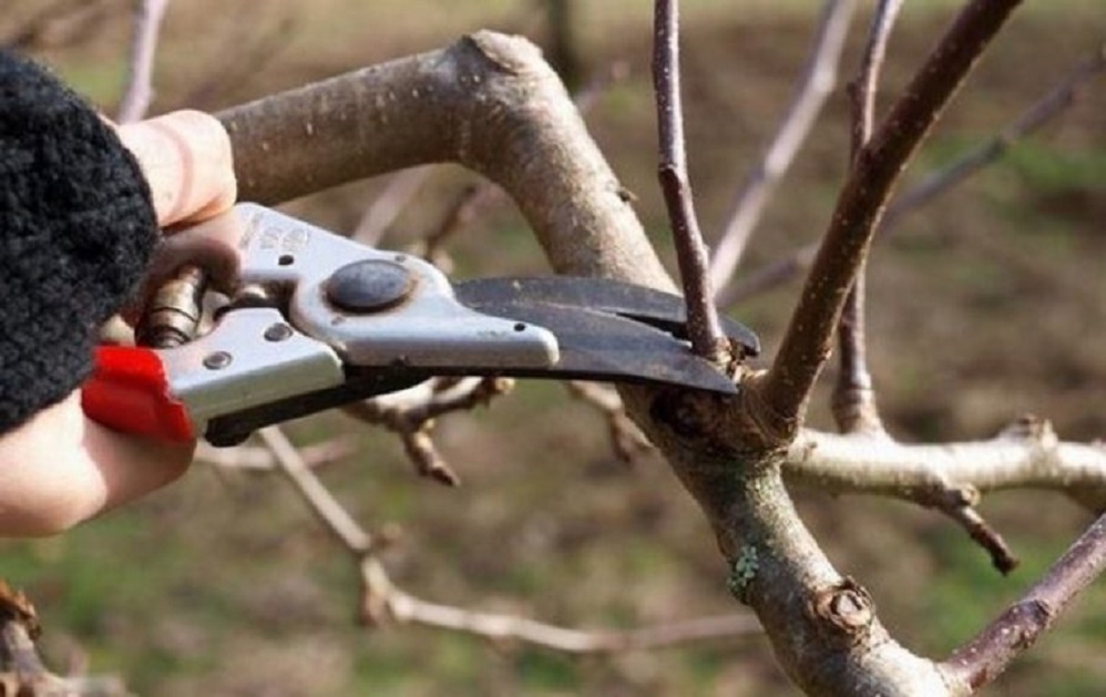 사과나무 가지치기