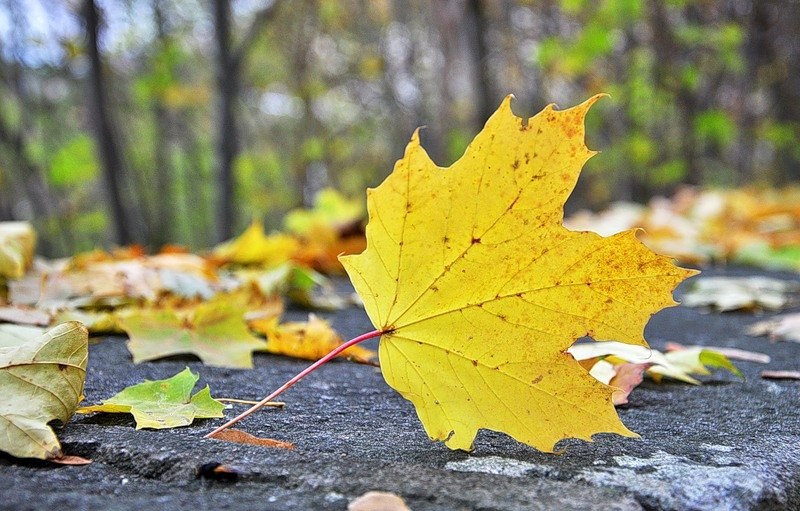 잎이 떨어지고 있어요