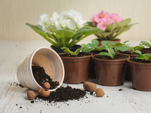 구입 후 집에서 제비꽃 재식