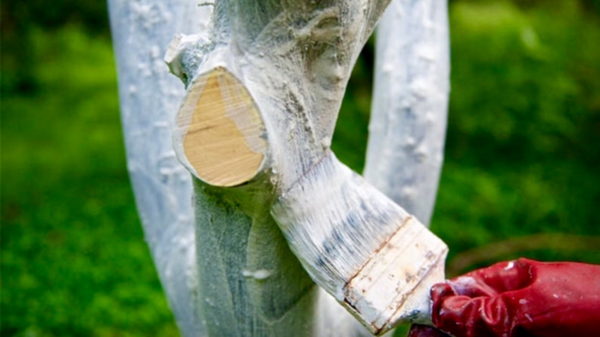 사과나무에 하얗게 칠하기