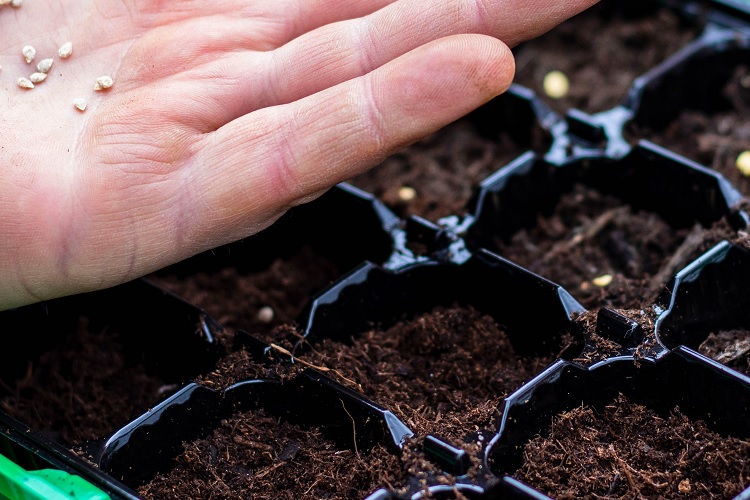 손에 씨앗을 들고