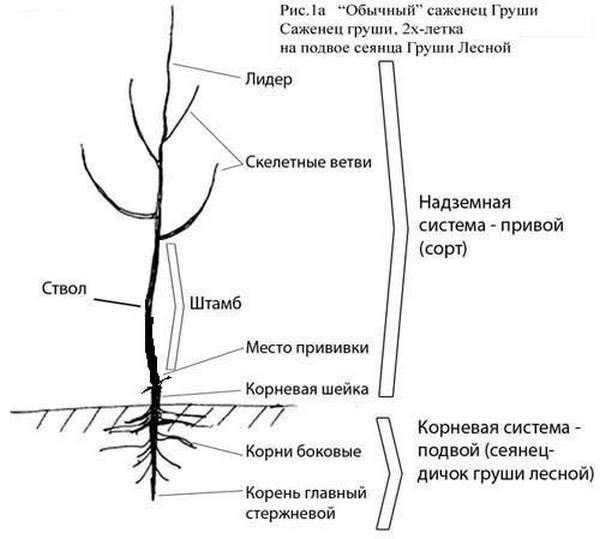 배나무 다이어그램