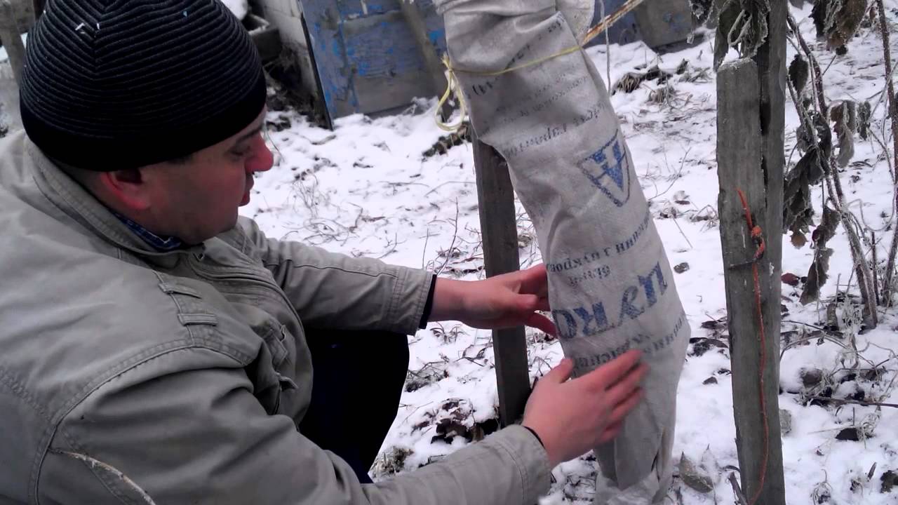 겨울 동안 사과나무를 덮다