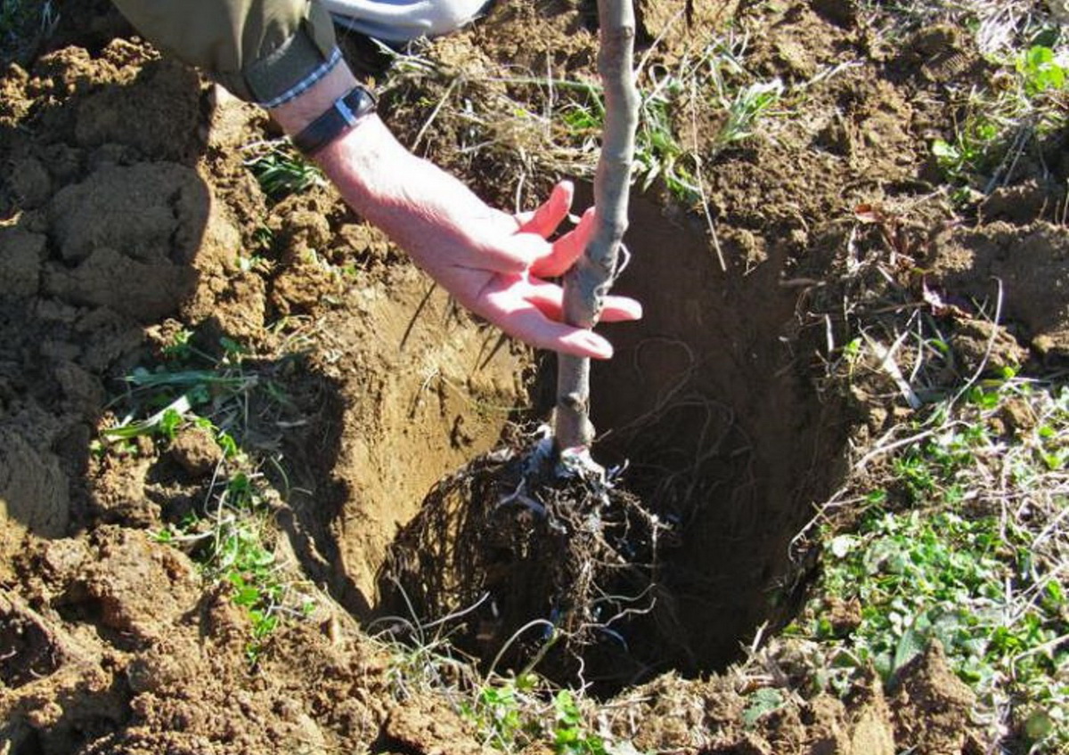 기둥 모양의 사과나무 심기
