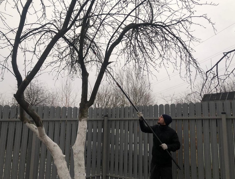 가을에 사과나무를 돌보는 방법