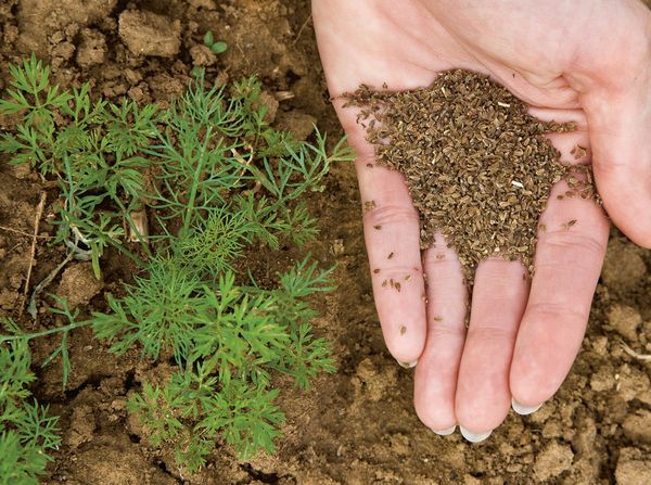 겨울에 당근을 심는 시기