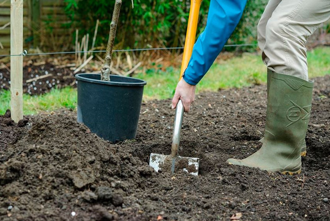 우랄 산맥에 가을에 사과나무를 심는 방법