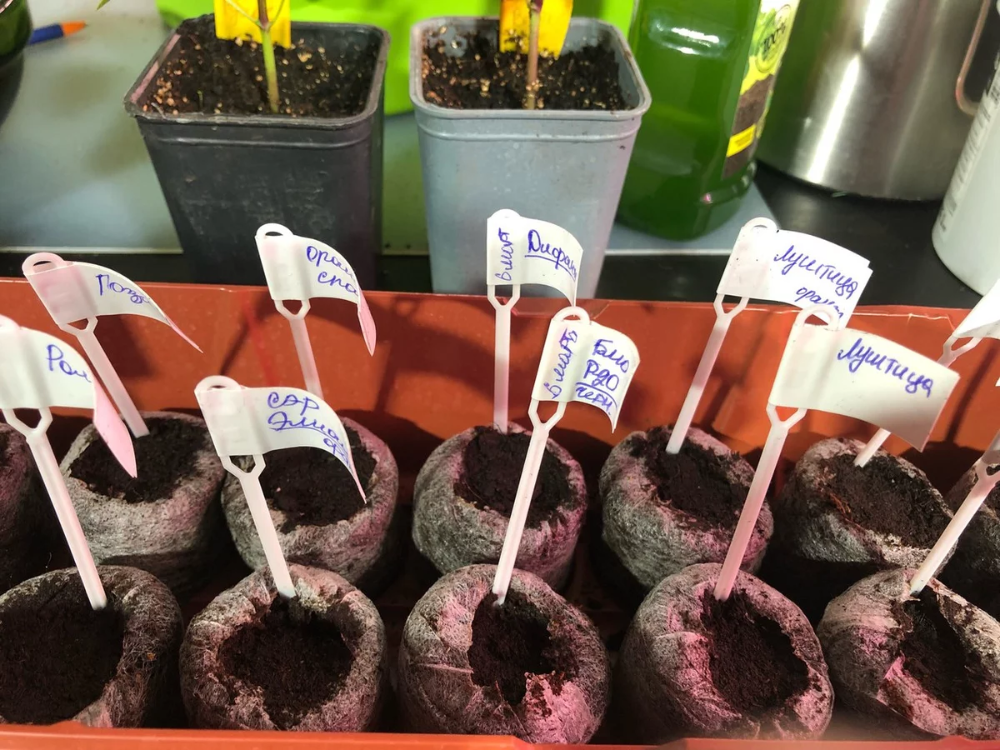 묘목 태그 만드는 방법: 유용한 팁