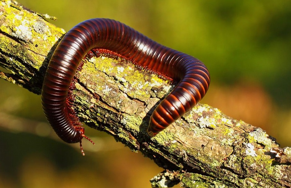 지네 퇴치 방법: 봄철 중요한 대책