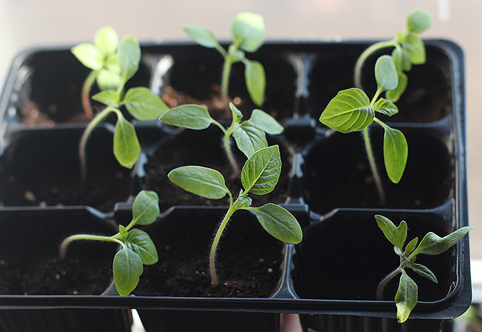 Physalis 재배의 어려움: 씨앗이 발아하지 않고 묘목이 잘 자라지 않는 이유