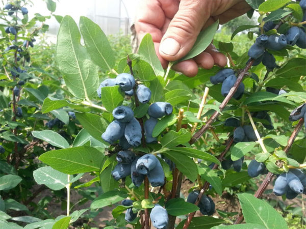 인동덩굴 열매 사진