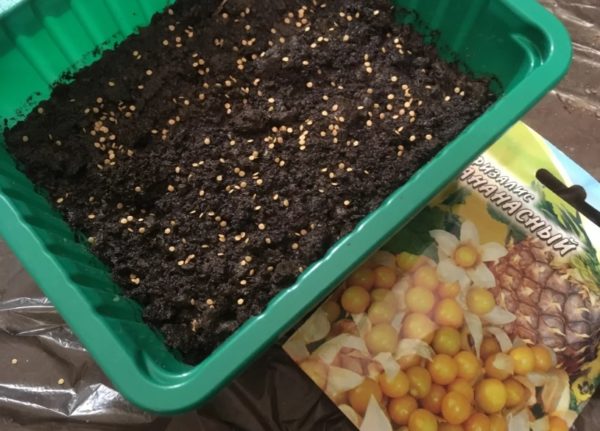 Physalis 씨앗은 발아하지 않습니다