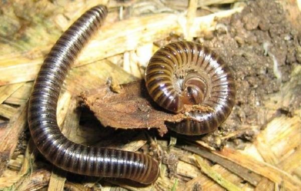 지네 퇴치 방법