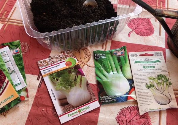 모종을 위해 회향 씨앗을 파종하는 시기