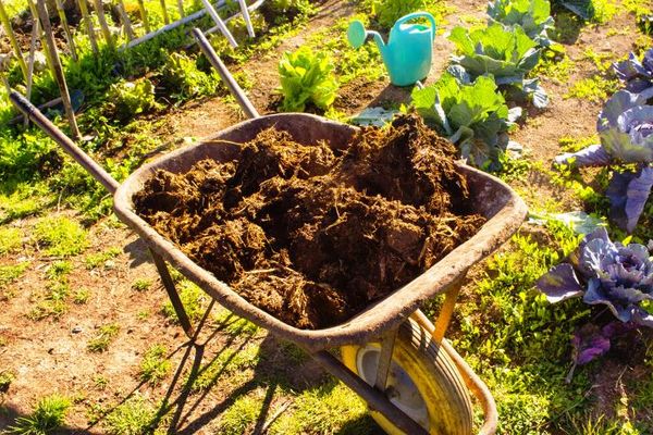 정원 침대에 뿌리기 위한 분뇨 준비 방법