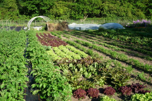 혼합 야채 재배