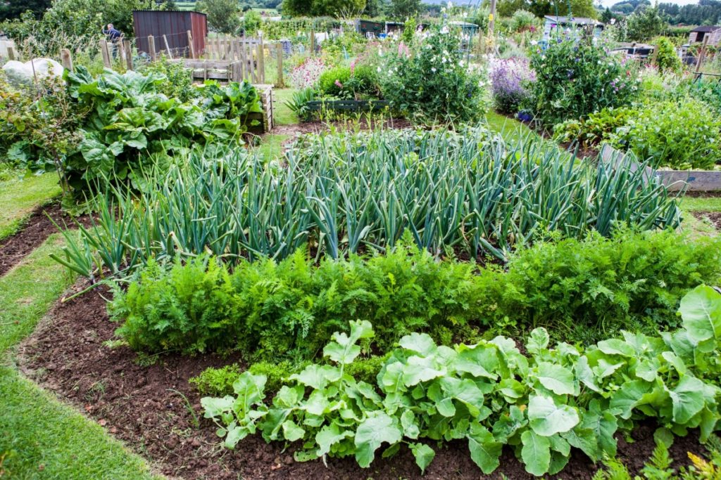 혼합 야채 재배