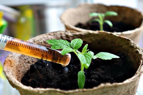 묘목에 먹이를 주다