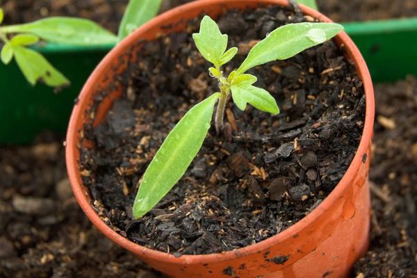 토마토 묘목에 과도한 비료 공급