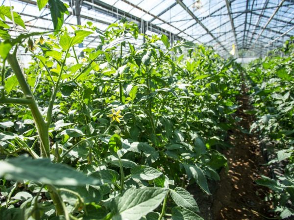토마토가 온실에서 자라는 이유는 무엇일까?